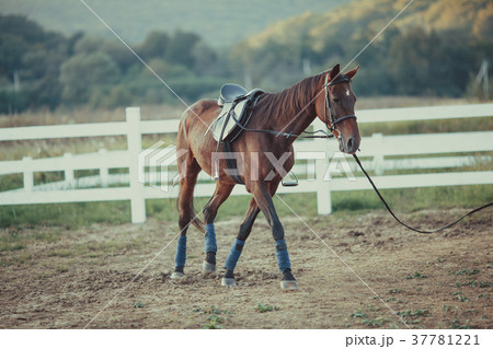 Horse on the farm Horse on the farm 37781221