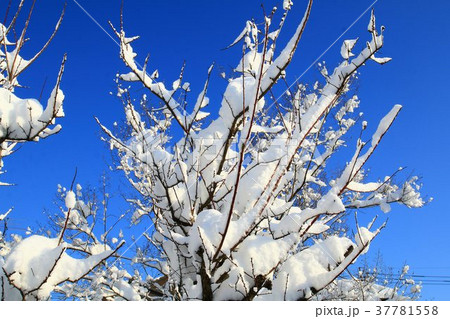 記録的な大雪 37781558
