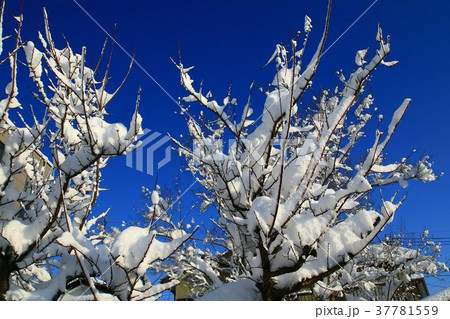 記録的な大雪 37781559