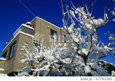 記録的な大雪 37781560