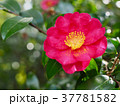 山茶花 37781582