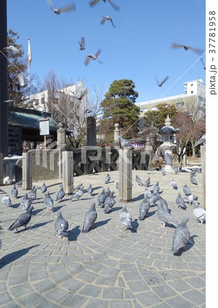 四柱神社 聖蹟 御幸橋とハトの飛び立ち 四柱神社 聖蹟 御幸橋とハトの飛び立ち 37781958