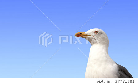 Single wild european herring gull 37781981