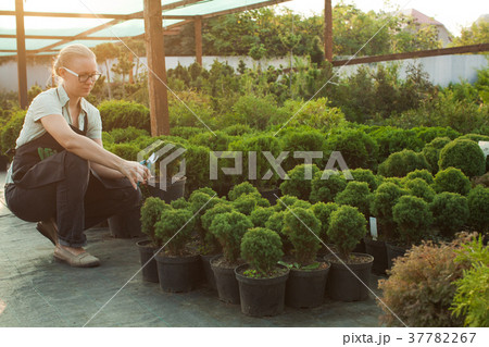 Cutting seedlings in a pot 37782267