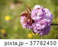 八重桜とタンポポ 37782450