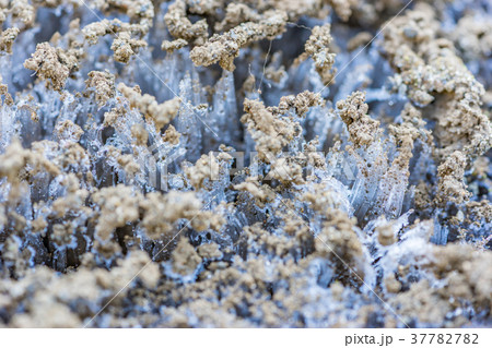 【神奈川県】霜柱 37782782