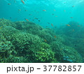 石垣島の海中 37782857
