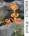 クルマユリの花、高山植物 37782868