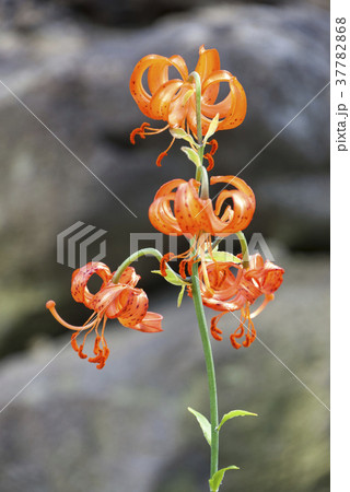 クルマユリの花 高山植物の写真素材