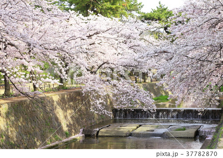 夙川公園の桜、兵庫県西宮市にて 夙川公園の桜、兵庫県西宮市にて 37782870