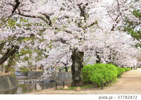 夙川公園の桜、兵庫県西宮市にて 37782872