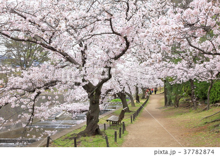 夙川公園の桜、兵庫県西宮市にて 夙川公園の桜、兵庫県西宮市にて 37782874