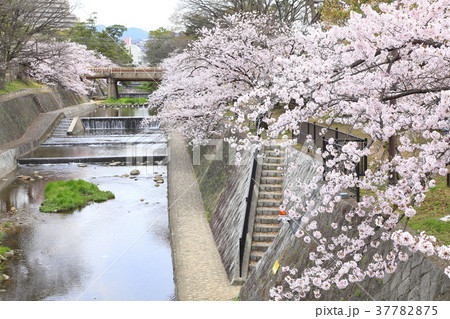 夙川公園の桜、兵庫県西宮市にて 夙川公園の桜、兵庫県西宮市にて 37782875