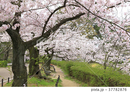 夙川公園の桜、兵庫県西宮市にて 37782876