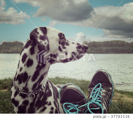 owner's foots next to the dog -- friendship (toned owner's foots next to the dog -- friendship (toned 37783116