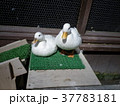 旭山動物園 37783181