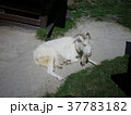 旭山動物園 37783182