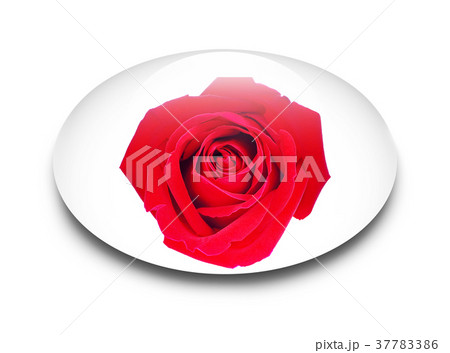 Red rose isolated on white background Red rose isolated on white background 37783386