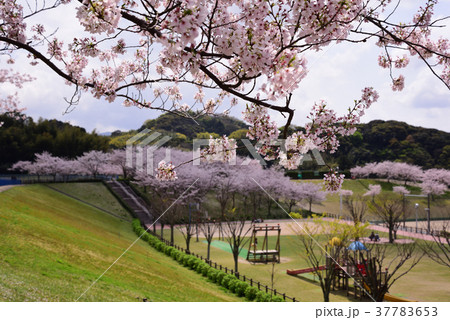 桜の咲く公園 37783653