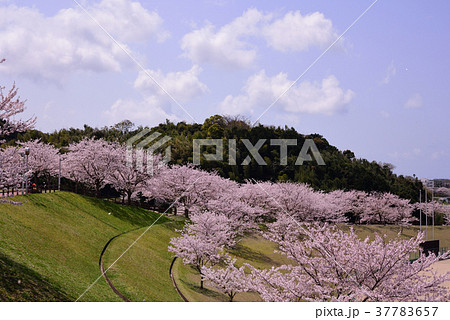 桜の咲く公園 37783657
