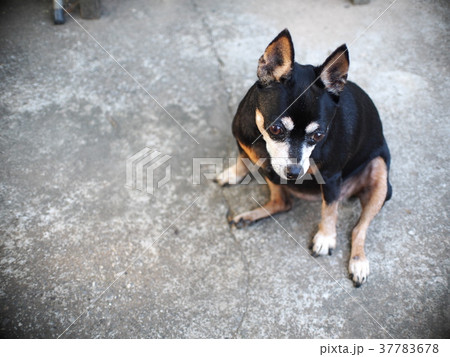 cute black fat lovely miniature pincher dog. cute black fat lovely miniature pincher dog. 37783678