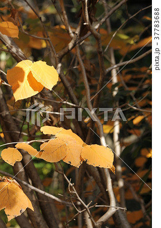 シナマンサクの紅葉 37783688