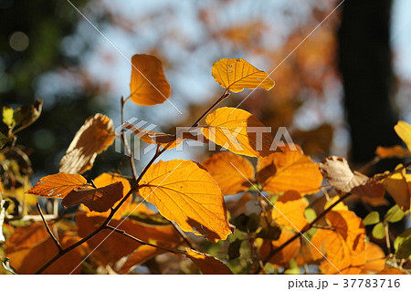 シナマンサクの紅葉 シナマンサクの紅葉 37783716