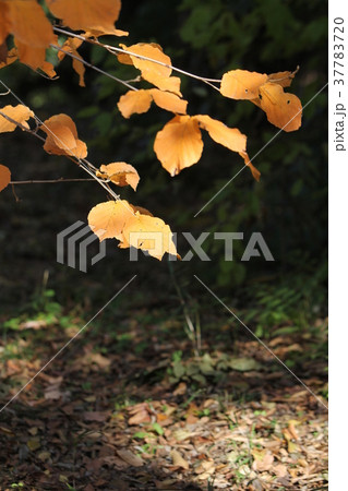 シナマンサクの紅葉 37783720