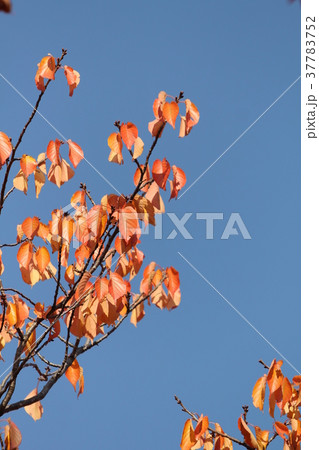 オオシマザクラの紅葉 オオシマザクラの紅葉 37783752