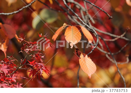 オオシマザクラの紅葉 オオシマザクラの紅葉 37783753