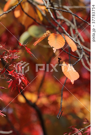 オオシマザクラの紅葉 オオシマザクラの紅葉 37783754