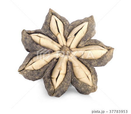 Sacha Inchi on white background 37783953