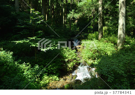 木漏れ日の差し込む森の中を流れる小川 37784341
