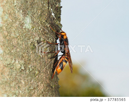 ヒラアシキバチ 37785565