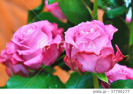 薔薇 バラ科 バラ 37786277