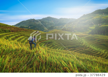 Photographer taking photo of Rice fields 37786429
