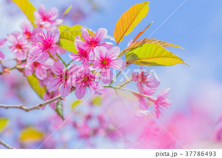 Surface texture of Gratoxylum, formosum, Guttifera Surface texture of Gratoxylum, formosum, Guttifera 37786493