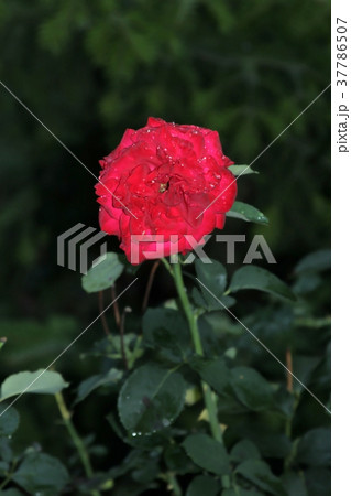 Blooming red rose 37786507