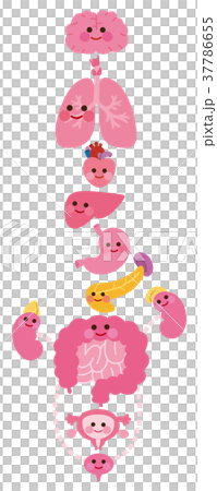 内臓　キャラクター　イラスト 37786655