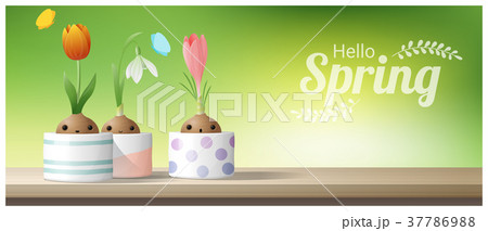 Hello Spring flower with Crocus, Tulip, Snowdrop  37786988
