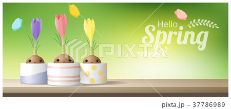 Hello Spring background with flower Crocuses 37786989