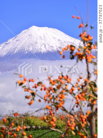 秋の富士山-4729 秋の富士山-4729 37787023