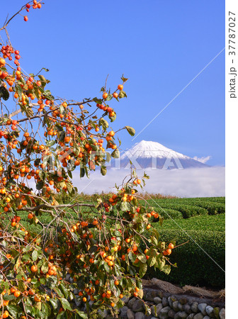 岩本山からの秋の風景-4735 岩本山からの秋の風景-4735 37787027