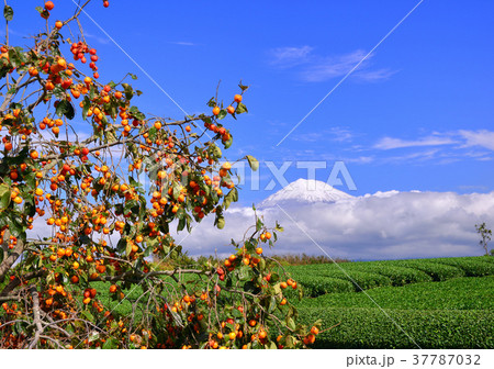 岩本山からの秋の風景-4740 岩本山からの秋の風景-4740 37787032