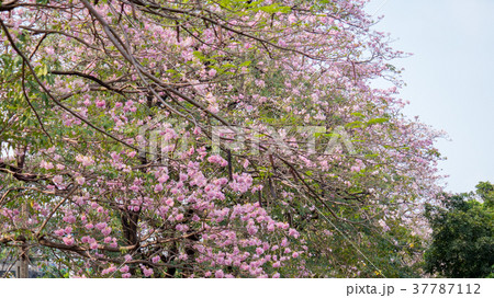 pink trumpet tree  in garden 37787112