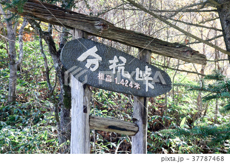 分杭峠　秋　長野県 37787468