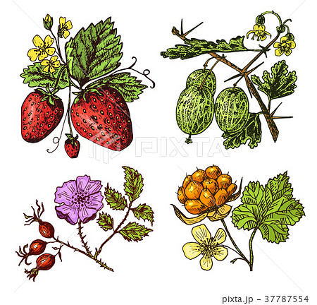 Set berries. raspberry, blueberry, sea buckthorn 37787554