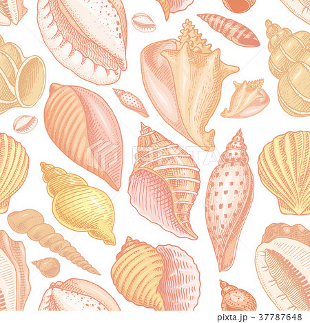 seamless pattern shells or mollusca different 37787648