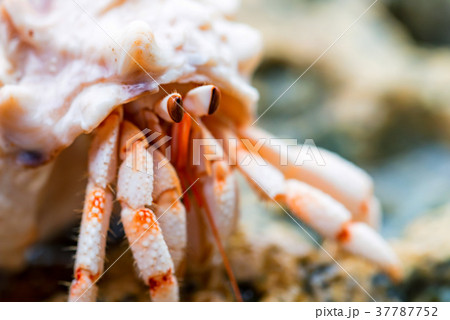 Hermit crab close-up 37787752