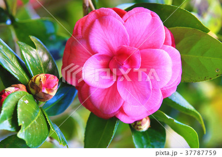 お茶の花 ツバキの花 椿の葉 37787759